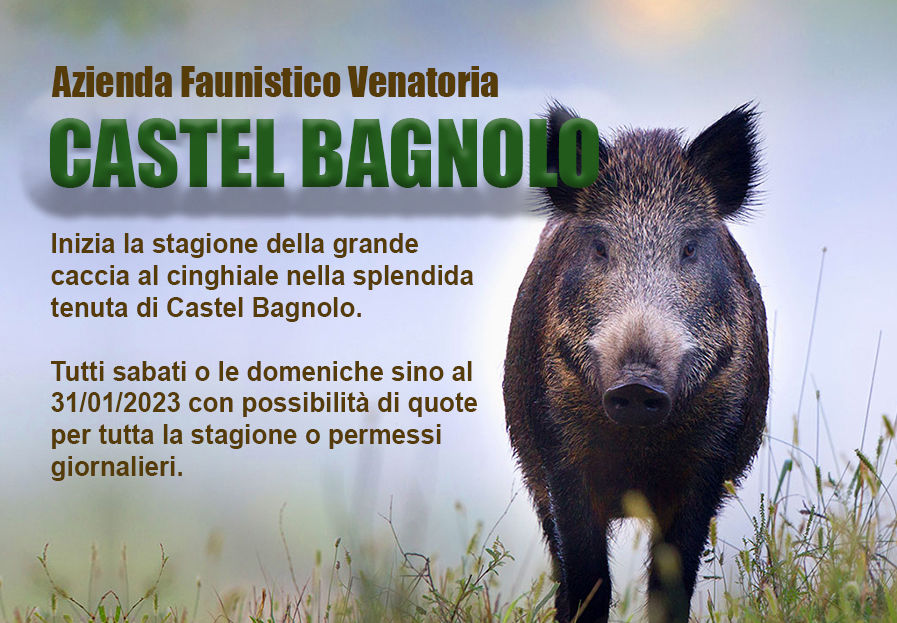 caccia al cinghiale riserva castel bagnolo