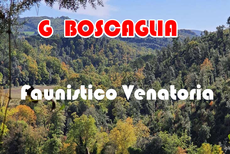g boscaglia caccia al Cervo in toscana