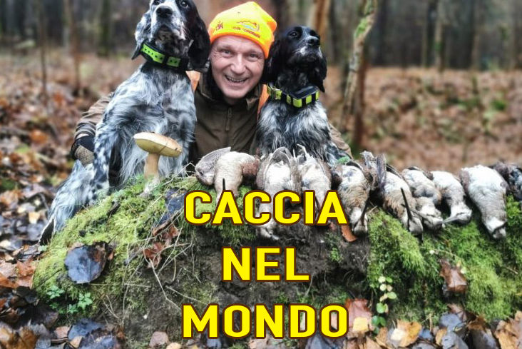 caccia nel mondo caccia al muflone in slovacchia