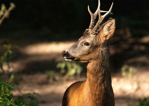caccia al capriolo italia europa ungulati
