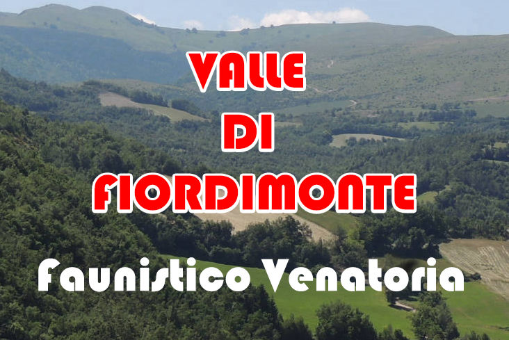 caccia al Capriolo marche valle di fiordimonte