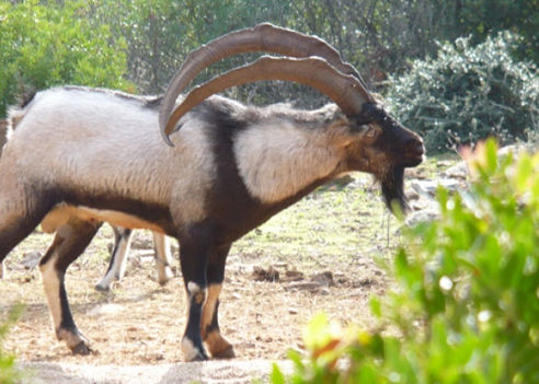 caccia al kri kri ibex italia europa ungulati