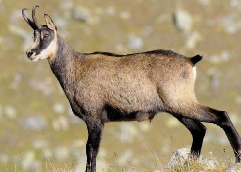 caccia al camoscio dei pirenei italia europa ungulati
