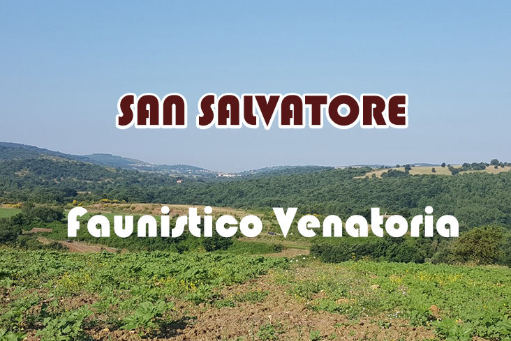 San Salvatore caccia nel lazio stanziale Cinghiale 